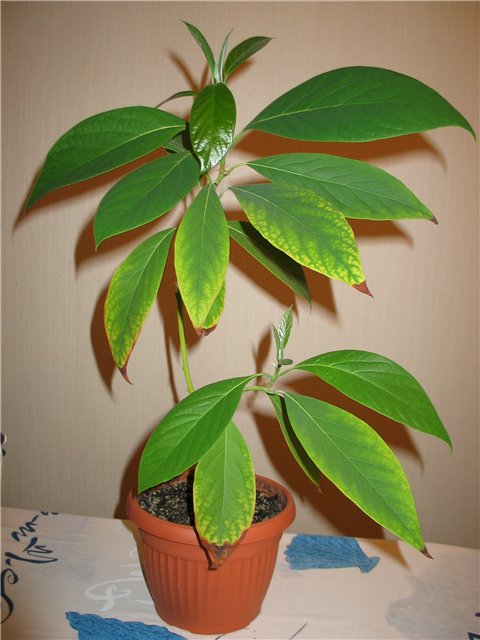 Выращивание амариллиса и гиппеаструма, сравнение растений
