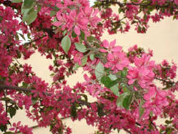 яблоня шафран саянский цветы